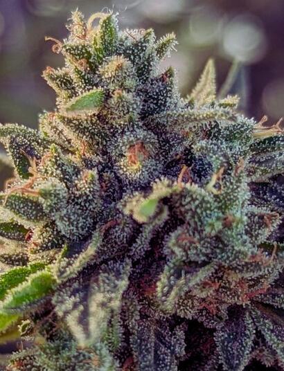 Czynnik, które wpływają na płeć konopi