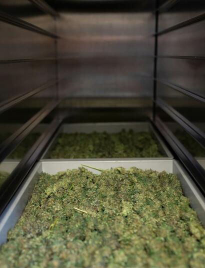 Cómo Cosechar, Secar y Conservar tu Marihuana