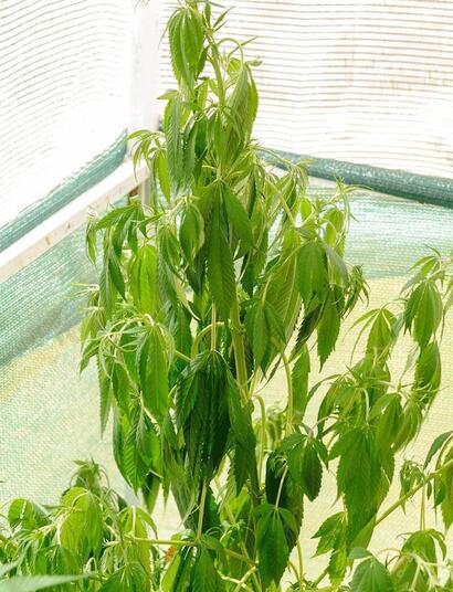 Cómo Cuidar tus Plantas de Marihuana en Verano