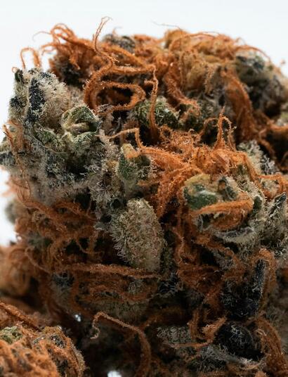 Cómo Identificar el Momento Perfecto para Cosechar Cannabis 