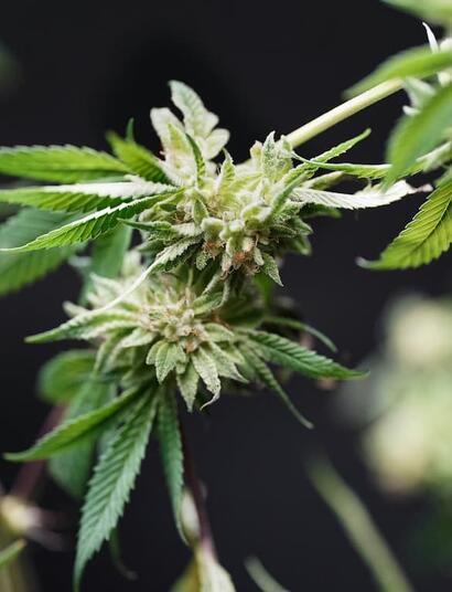 Cómo Identificar la Floración del Cannabis y Cómo Actuar