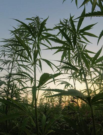 Cómo usar fertilizantes de cannabis en exterior