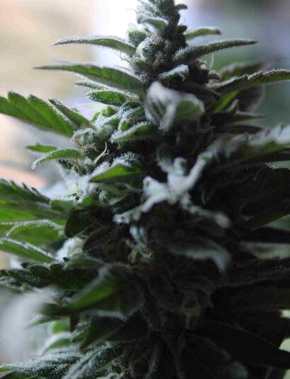 cannabis