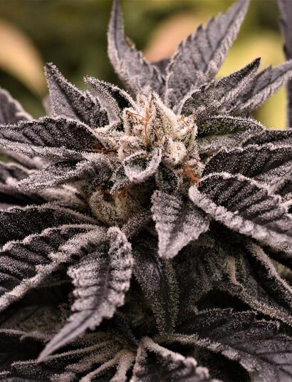 6 Top Tips on Growing Cannabis Indoors