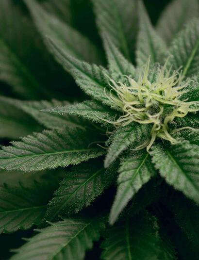 Cannabis user grew £3.8k drug crop in loft of Longton home  
