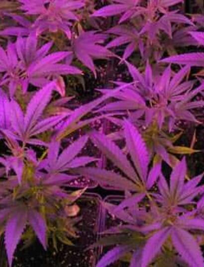 LED: consideraciones sobre cultivo indoor