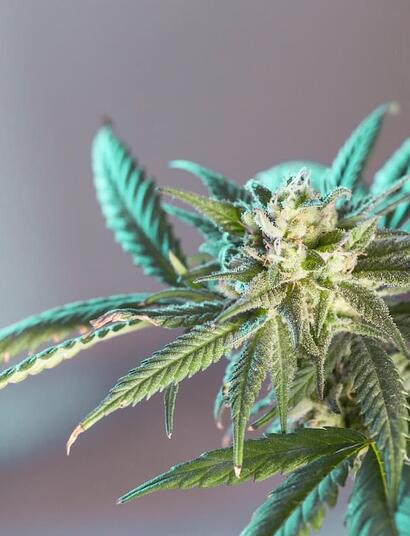 The DOJ has reversed prior guidance and now directs U.S. Attorneys to rigorously prosecute simple marijuana possession on federal property. Get details here. 