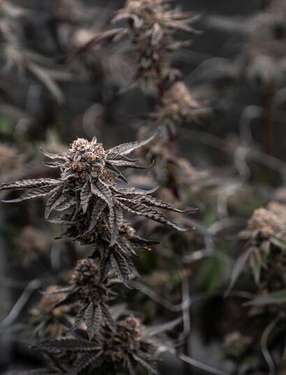 Hoogeveen krijgt definitief eerste coffeeshop 