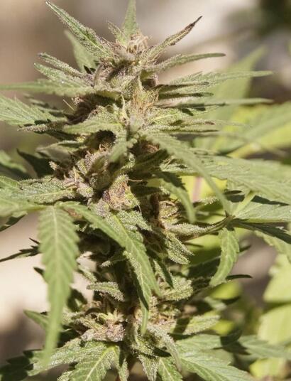 Plantas madres: elige lo mejor