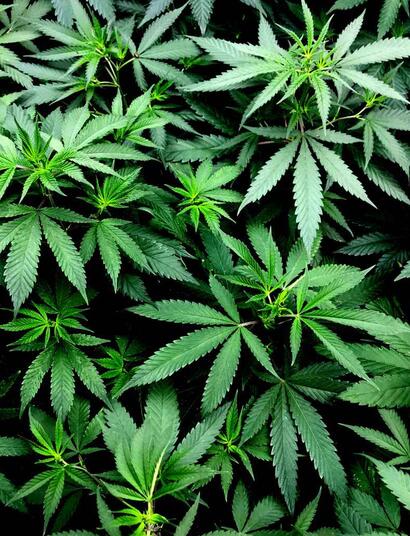 buro jansen en jannsen