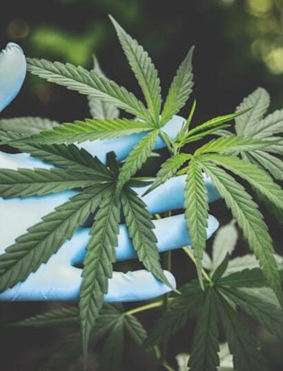 Dealing with Thrips in the Grow Room