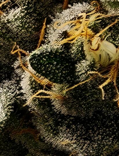 Decarboxylieren – Warum es den Unterschied macht