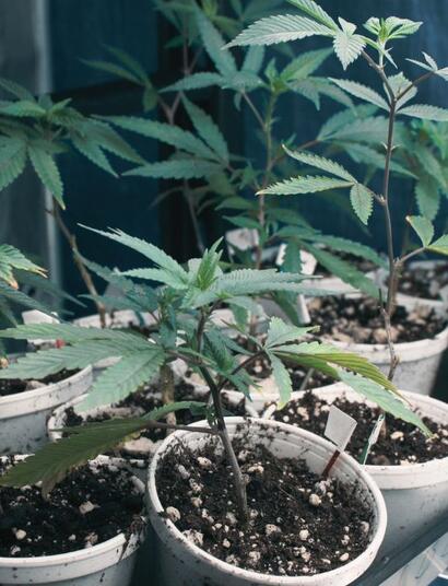 Degeneracja klonalna