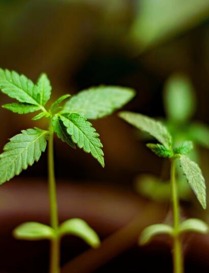 Delta-8 THC może spowalniać metabolizm nikotyny