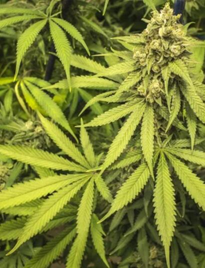 Moby Dick CBD:  Ein sanftmütiger grüner Killerwal mit Heilkräften