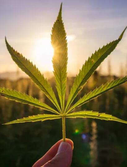 The Attitude Seed Bank: Cannabis Doomsday Vault