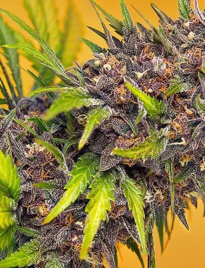 Diablo Rojo XL Auto®