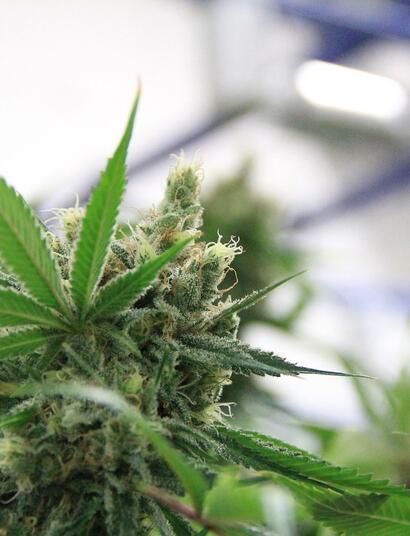 Die renommiertesten Strains aus der Medizin 