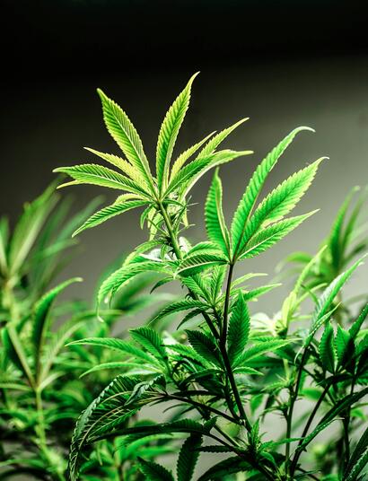 An established  study showed that UV-B radiation triggers the strength of psychoactive substances in cannabis.