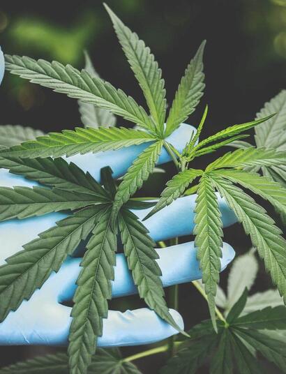 holding a leaf of marijuana with the palm. 