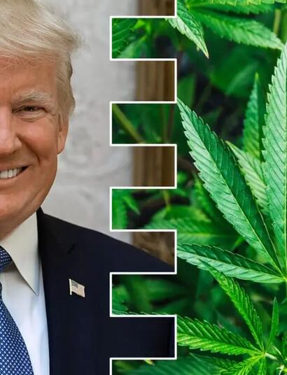 Trump pro Cannabis 