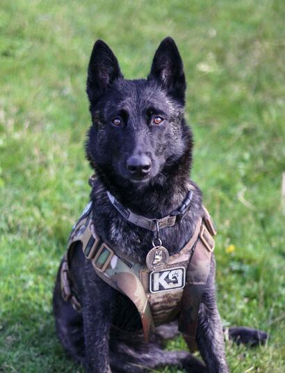 Drogenspürhunde: Unnötige Kosten oder unerlässliche Ergänzung? 