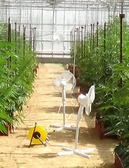 Consejos para cultivo de cannabis en invernadero.