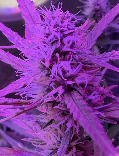 Marihuana
