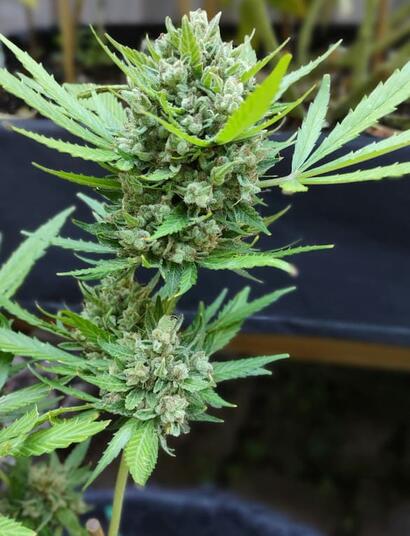 Efectos de la Marihuana Sativa