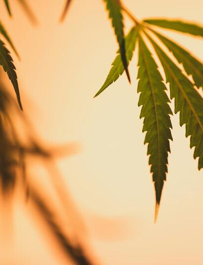 Efectos de las variedades de marihuana sativa