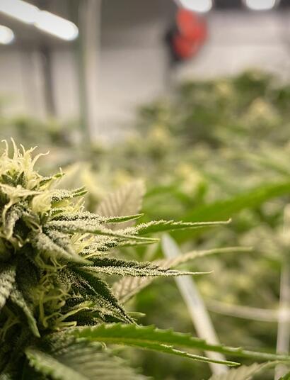 Eigenanbau oder kommerzieller Cannabisverkauf?