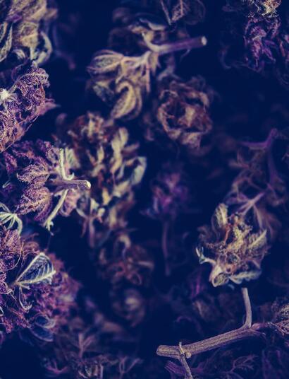 El Movimiento por la Marihuana Medicinal: Infringiendo la ley para sal