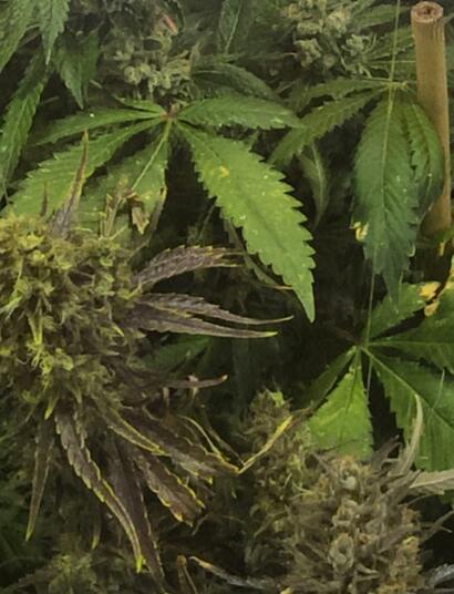 Comment économiser de l'énergie dans une culture indoor