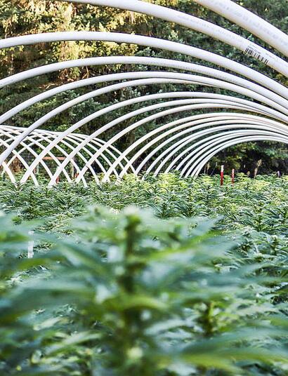 Emerald Triangle: Konopný ráj s divokou historií