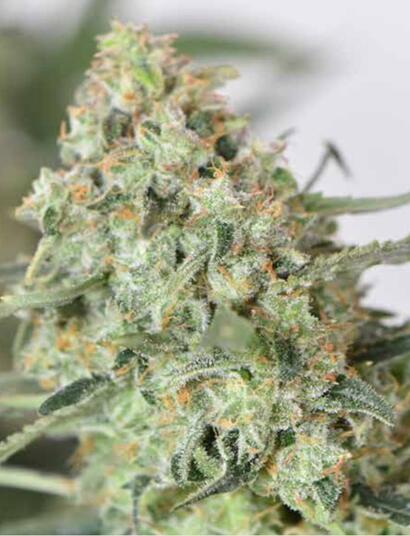 Engrais organiques ou minéraux ?