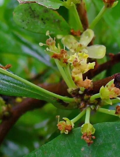 Über die anspruchsvolle Kultivierung von Erythroxylum coca, die ethnobotanische Bedeutung und die strikte Rechtslage (BtMG).