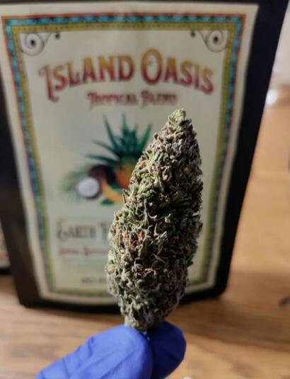 mano con guante sosteniendo un cogollo de marihuana sobre una mesa y un paquete de fondo