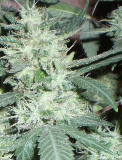 Les premières études scientifiques sur le cannabis