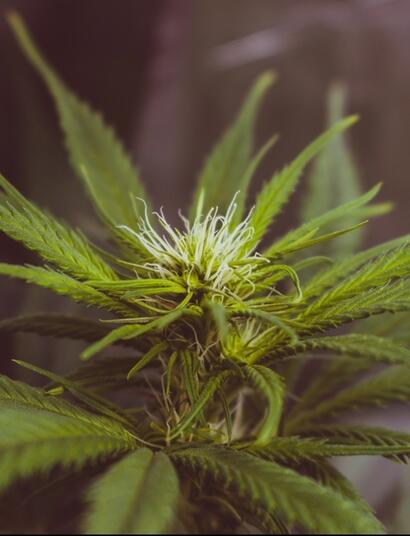 Europaabgeordneter twittert Foto seiner Cannabispflanzen 