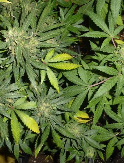  L’herbe et le hasch continuent de dominer le marché européen