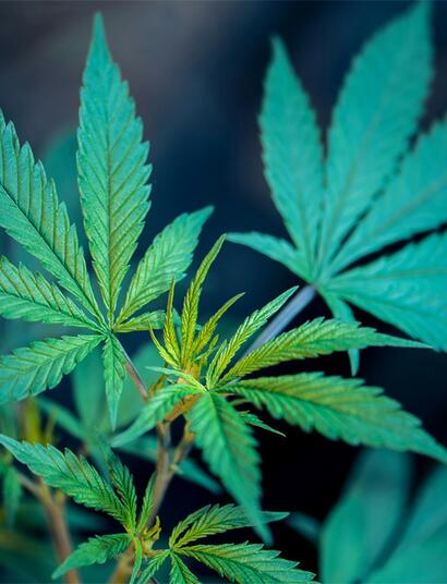 Zwischenstand der CanG-Evaluation