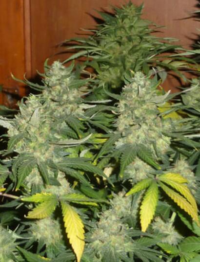 Les Experts de Soft Secrets France: Reduction de la photoperiode