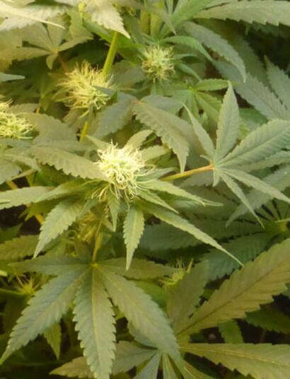 Les Experts de Soft Secrets France : les UVB