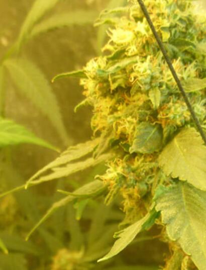 Les experts de Soft Secrets France : la couleur de la weed