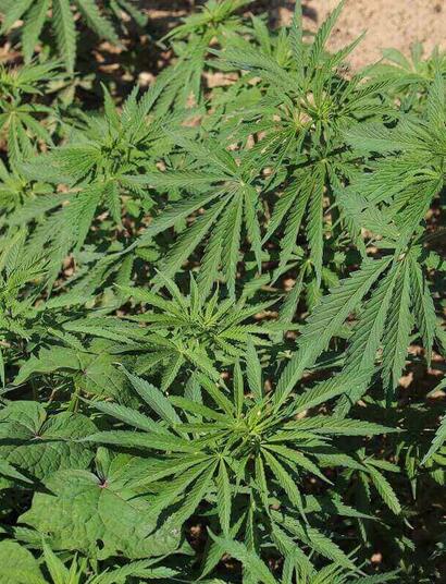 FDA 50 years of marijuana research