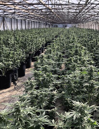 Californie : les fermes illégales continuent de prospérer