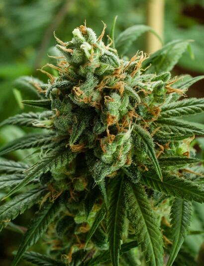 Fáze života rostliny konopí a co o nich musíte vědět – 3. díl – kvetení