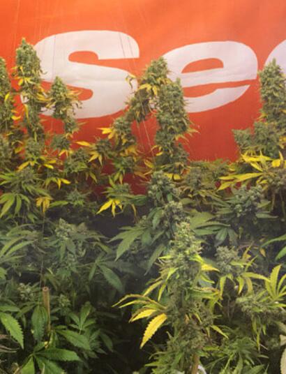 Concours French 420 sur Facebook