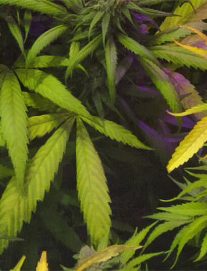 .Cannabis : la proposition bidon d’Emmanuel Macron