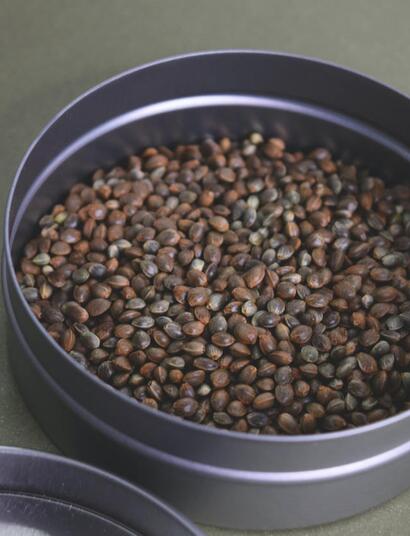 Feminizovaná semena – jak si „vyrobit“ vlastní